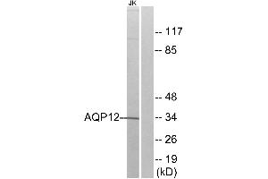 Western blot analysis of extracts from Jurkat cells, using AQP12 antibody. (Aquaporin 12A anticorps)