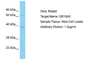 Host: Rabbit Target Name: OR10A3 Sample Type: Hela Whole Cell lysates Antibody Dilution: 1. (OR10A3 anticorps  (C-Term))