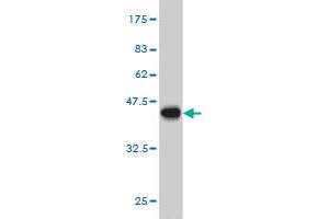 Western Blot detection against Immunogen (37.