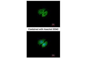 ICC/IF Image Immunofluorescence analysis of methanol-fixed A549, using AHA-1, antibody at 1:500 dilution. (AHSA1 anticorps  (Center))