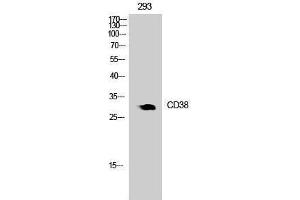 Western Blotting (WB) image for anti-CD38 (Internal Region) antibody (ABIN3181028) (CD38 anticorps  (Internal Region))