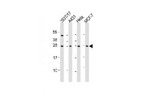 All lanes : Anti-RPL14 Antibody (C-Term) at 1:2000 dilution Lane 1: 293T/17 whole cell lysate Lane 2: A431 whole cell lysate Lane 3: Hela whole cell lysate Lane 4: MCF-7 whole cell lysate Lysates/proteins at 20 μg per lane. (RPL14 anticorps  (AA 173-204))