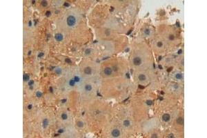 Used in DAB staining on fromalin fixed paraffin-embedded liver tissue (Septin 6 anticorps  (AA 87-327))