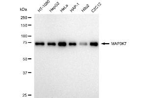 Western blotting analysis using MAP3K7 antibody (ABIN7799473).