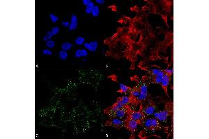 Immunocytochemistry/Immunofluorescence analysis using Mouse Anti-VGlut3 Monoclonal Antibody, Clone S34-34 .