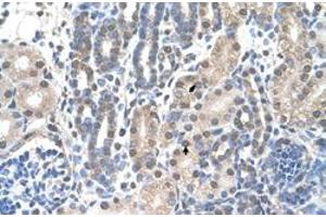 Immunohistochemical staining (Formalin-fixed paraffin-embedded sections) of human kidney with FAM174B polyclonal antibody  at 4-8 ug/mL working concentration. (FAM174B anticorps  (C-Term))