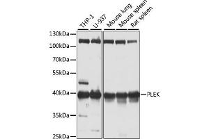 Western blot analysis of extracts of various cell lines, using PLEK antibody (ABIN6128557, ABIN6145767, ABIN6145769 and ABIN6221910) at 1:1000 dilution. (Pleckstrin anticorps  (AA 1-350))