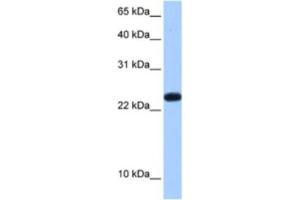 Western Blotting (WB) image for anti-Chromosome 19 Open Reading Frame 24 (C19orf24) antibody (ABIN2462275) (C19orf24 anticorps)