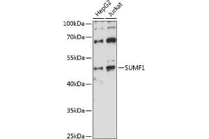 Western blot analysis of extracts of various cell lines, using SUMF1 antibody (ABIN7270626) at 1:1000 dilution.