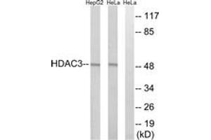 Western blot analysis of extracts from HepG2/HeLa cells, using HDAC3 Antibody. (HDAC3 anticorps  (AA 379-428))