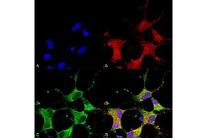 Immunocytochemistry/Immunofluorescence analysis using Mouse Anti-GIT1 Monoclonal Antibody, Clone S39B-8 (ABIN2483509).