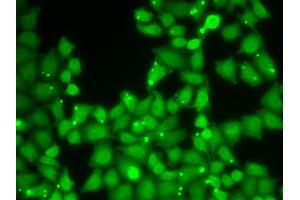 Immunofluorescence analysis of HeLa cells using EIF3E antibody (ABIN5973164).
