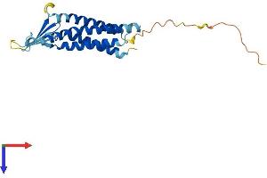 AlphaFold protein structure predicition of Mouse Recombinant Cldn9 Protein, UniprotID Q9Z0S7
