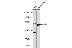 Western blot analysis of extracts of various cell lines, using GRSF1 antibody (ABIN7267319) at 1:1000 dilution. (GRSF1 anticorps)