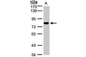 WB Image Sample(30 ug whole cell lysate) A:Raji , 7. (TAF15 anticorps  (Center))