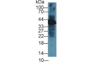Detection of GS in Rat Spinal cord lysate using Polyclonal Antibody to Glutamine synthetase (GS)