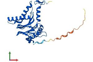 AlphaFold protein structure predicition of Human Recombinant PSMA1 Protein, UniprotID P25786
