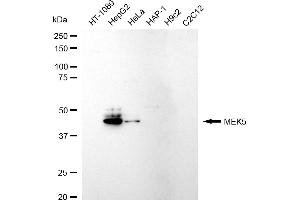 Western blotting analysis using MEK5 antibody (ABIN7799467).