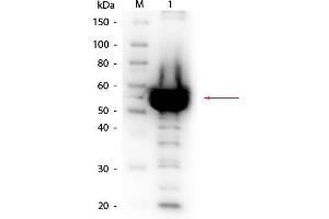 Western Blot of Rabbit anti-Alpha Amylase Antibody Biotin Conjugated. (Amylase, alpha anticorps  (Biotin))