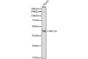 Western blot analysis of extracts of HepG2 cells, using MA antibody (ABIN7268487) at 1:3000 dilution. (MAT2A anticorps)