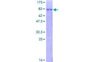 SDS-PAGE (SDS) image for Casein Kinase 1, gamma 2 (CSNK1G2) (AA 1-415) protein (GST tag) (ABIN1350542)