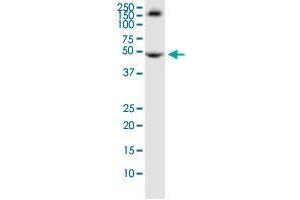 TRIM72 monoclonal antibody (M04), clone 2B8. (TRIM72 anticorps  (AA 378-477))