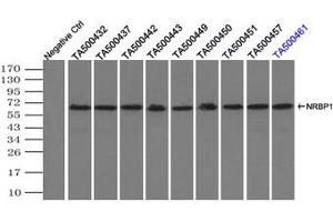 Image no. 1 for anti-Nuclear Receptor Binding Protein 1 (NRBP1) antibody (ABIN1499824) (NRBP1 anticorps)