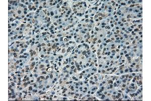 Immunohistochemical staining of paraffin-embedded pancreas tissue using anti-SCYL3mouse monoclonal antibody. (SCYL3 anticorps)