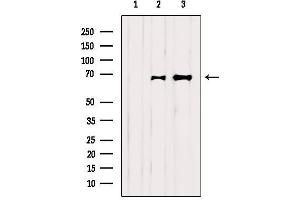 Western blot analysis of extracts from various samples, using SHP-1 Antibody. (SHP1 anticorps  (C-Term))