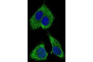 Immunofluorescence analysis of HepG2 cells using RPL18A mouse mAb (green).