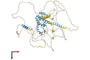 AlphaFold protein structure predicition of Mouse Recombinant Akap8 Protein, UniprotID Q9DBR0