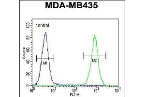 CS Antibody (N-term) 1271a flow cytometric analysis of MDA-M cells (right histogr) compared to a negative control cell (left histogr). (CAMSAP1 anticorps  (N-Term))