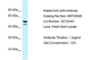 WB Suggested Anti-JUN Antibody   Titration: 1. (C-JUN anticorps  (Middle Region))