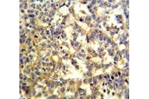 G6PD antibody IHC analysis in formalin fixed and paraffin embedded testis. (Glucose-6-Phosphate Dehydrogenase anticorps  (AA 297-326))