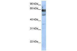 ZNF564 antibody used at 0. (ZNF564 anticorps  (N-Term))