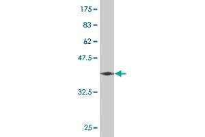 Western Blot detection against Immunogen (37.