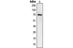Western blot analysis of hnRNP Q expression in HT1080 (A), HeLa (B), HuvEc (C) whole cell lysates. (SYNCRIP anticorps  (Center))