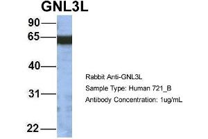 Host: Rabbit Target Name: GNL3L Sample Type: 721_B Antibody Dilution: 1. (GNL3L anticorps  (N-Term))
