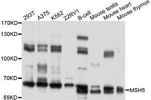 Western blot analysis of extracts of various cell lines, using MSH5 antibody (ABIN4904431) at 1:1000 dilution. (MSH5 anticorps)