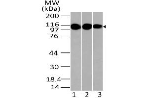 Image no. 1 for anti-Lysine (K)-Specific Demethylase 1A (KDM1A) (AA 97-328) antibody (ABIN5027337) (LSD1 anticorps  (AA 97-328))