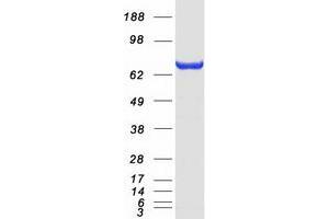 Validation with Western Blot