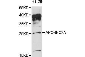 Western blot analysis of extracts of HT-29 cells, using APOBEC3A antibody (ABIN6291777) at 1:3000 dilution. (APOBEC3A anticorps)