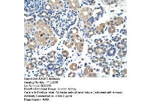 Rabbit Anti-NR2F2 Antibody       Paraffin Embedded Tissue:  Human alveolar cell   Cellular Data:  Epithelial cells of renal tubule  Antibody Concentration:   4. (NR2F2 anticorps  (N-Term))