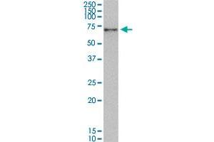 NRF1 monoclonal antibody (M01), clone 2F9.