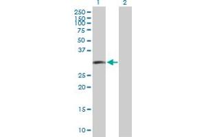 Western Blot analysis of LIF expression in transfected 293T cell line by LIF MaxPab polyclonal antibody. (LIF anticorps  (AA 1-202))
