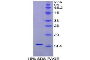 SDS-PAGE analysis of Chicken Inhibin beta A Protein. (INHBA Protéine)
