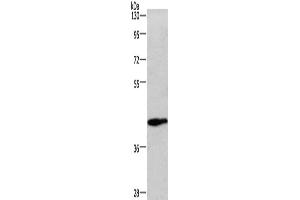 Western Blotting (WB) image for anti-Wingless-Type MMTV Integration Site Family, Member 3A (WNT3A) antibody (ABIN5544259) (WNT3A anticorps)