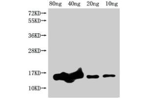 anti-GrxD (AA 1-115) antibody