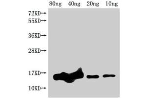 Western Blot Positive WB detected in Recombinant protein All lanes: grxD antibody at 1:2000 Secondary Goat polyclonal to rabbit IgG at 1/50000 dilution Predicted band size: 17 kDa Observed band size: 15 kDa (GrxD (AA 1-115) anticorps)