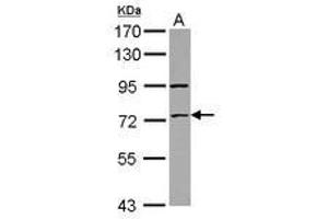 Image no. 2 for anti-Zinc Finger Protein 530 (ZNF530) (AA 1-190) antibody (ABIN1501847) (ZNF530 anticorps  (AA 1-190))